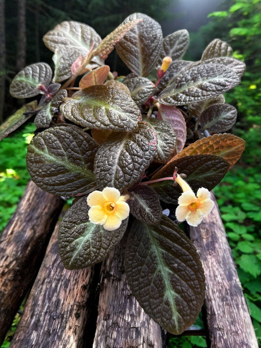 Episcia 'Suomi' - New - Best Pick of the Crop!