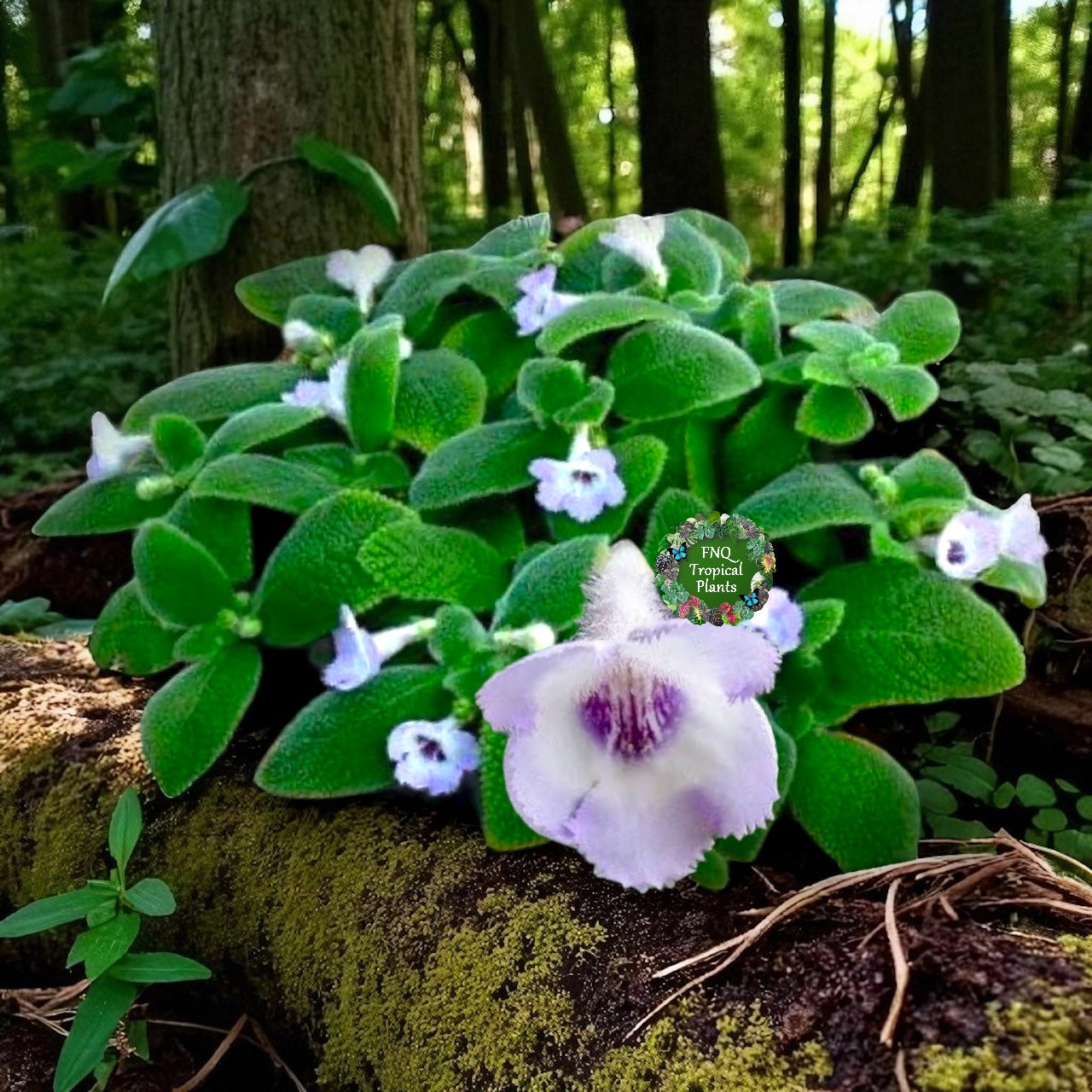 Episcia 'Blue Heaven' Light Purple Flowering M15
