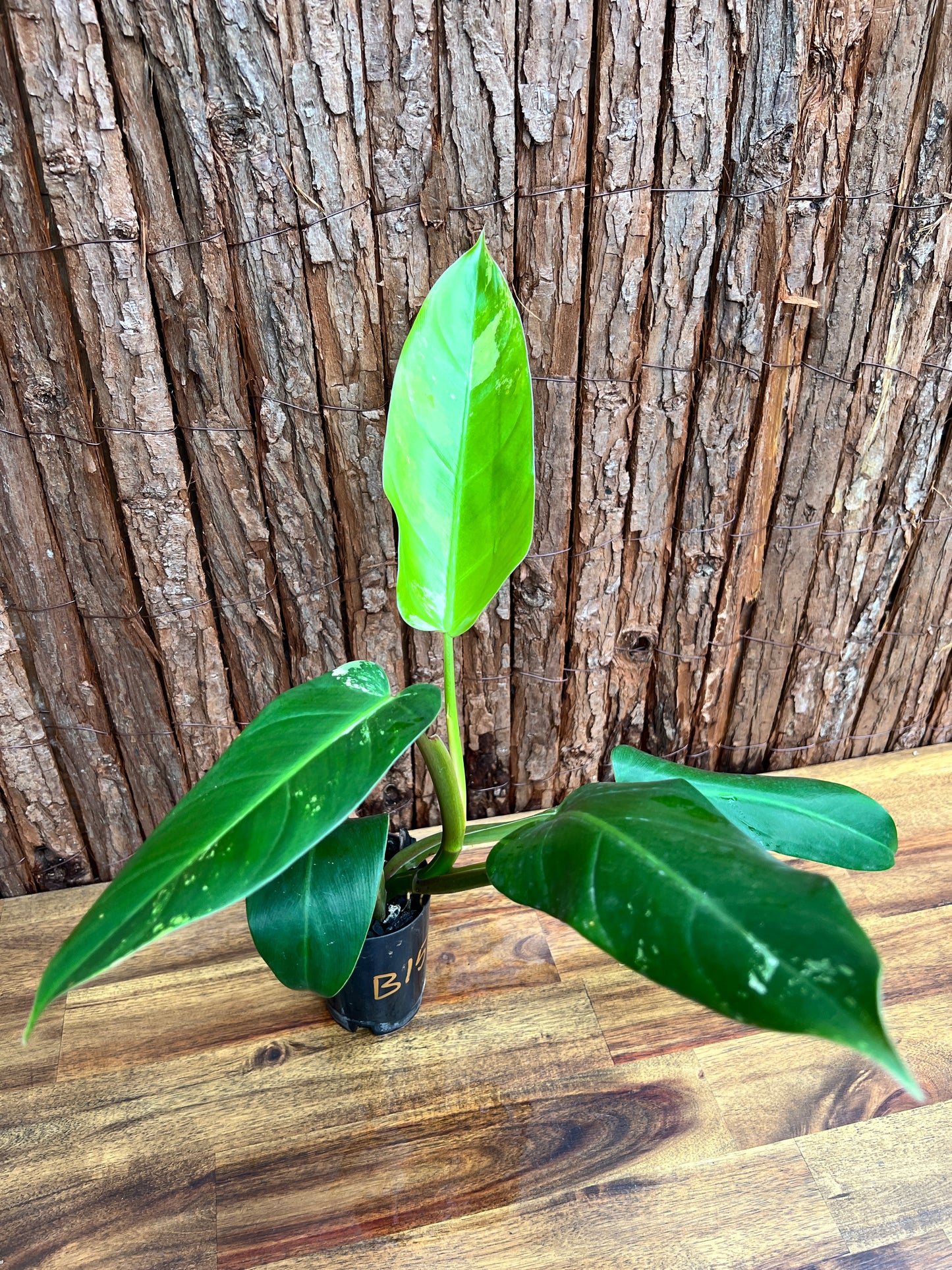 Philodendron Whipple Way NONTC B154