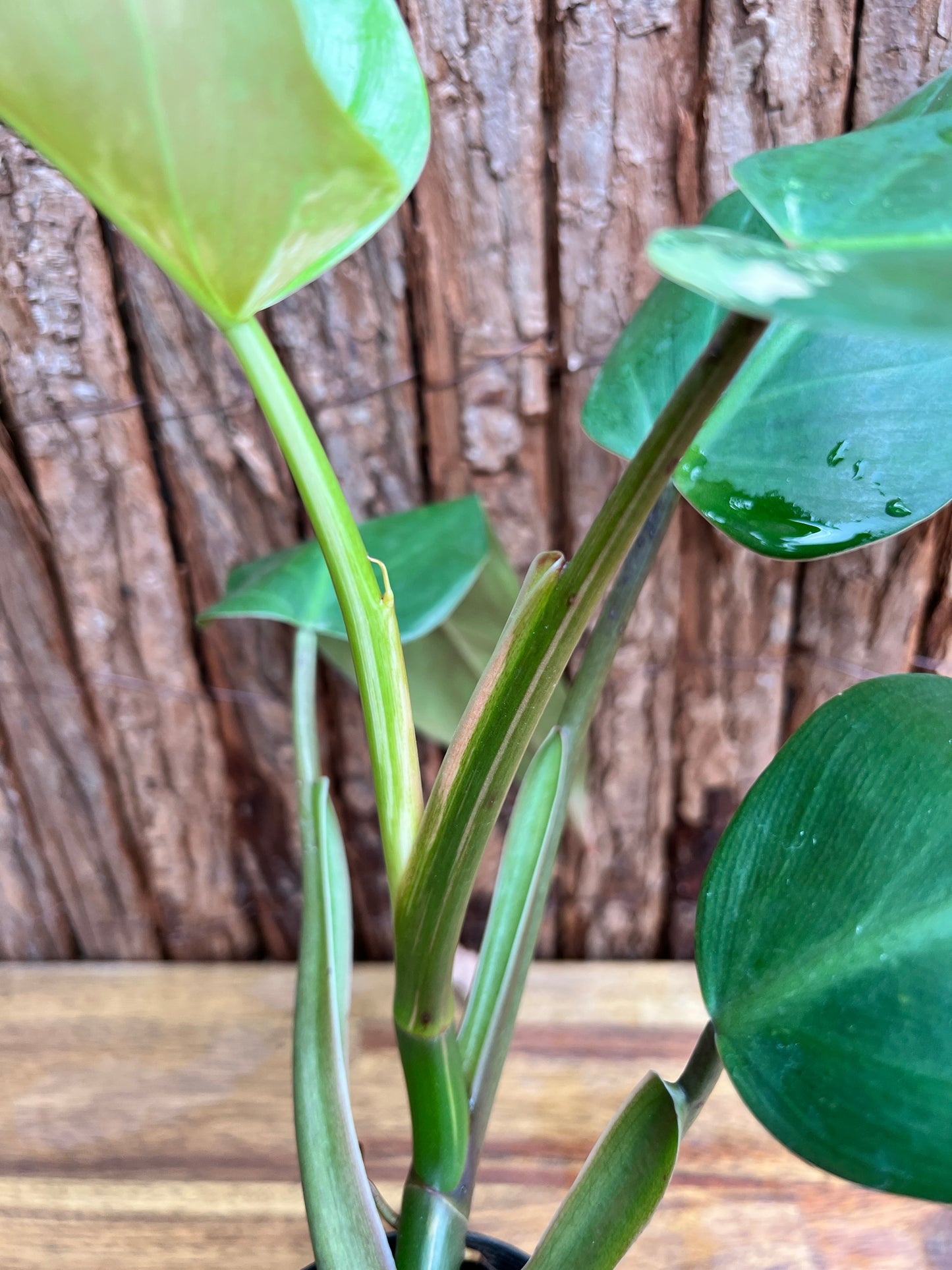 Philodendron Whipple Way NONTC B154