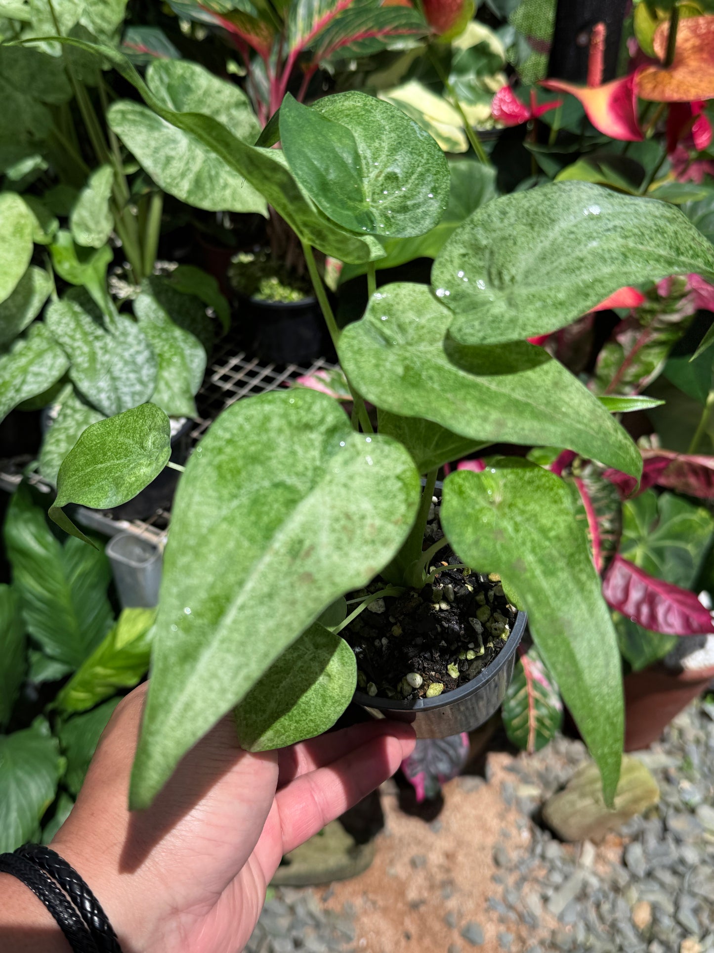 Alocasia Cucullata Mint Variegated (New Release) W16