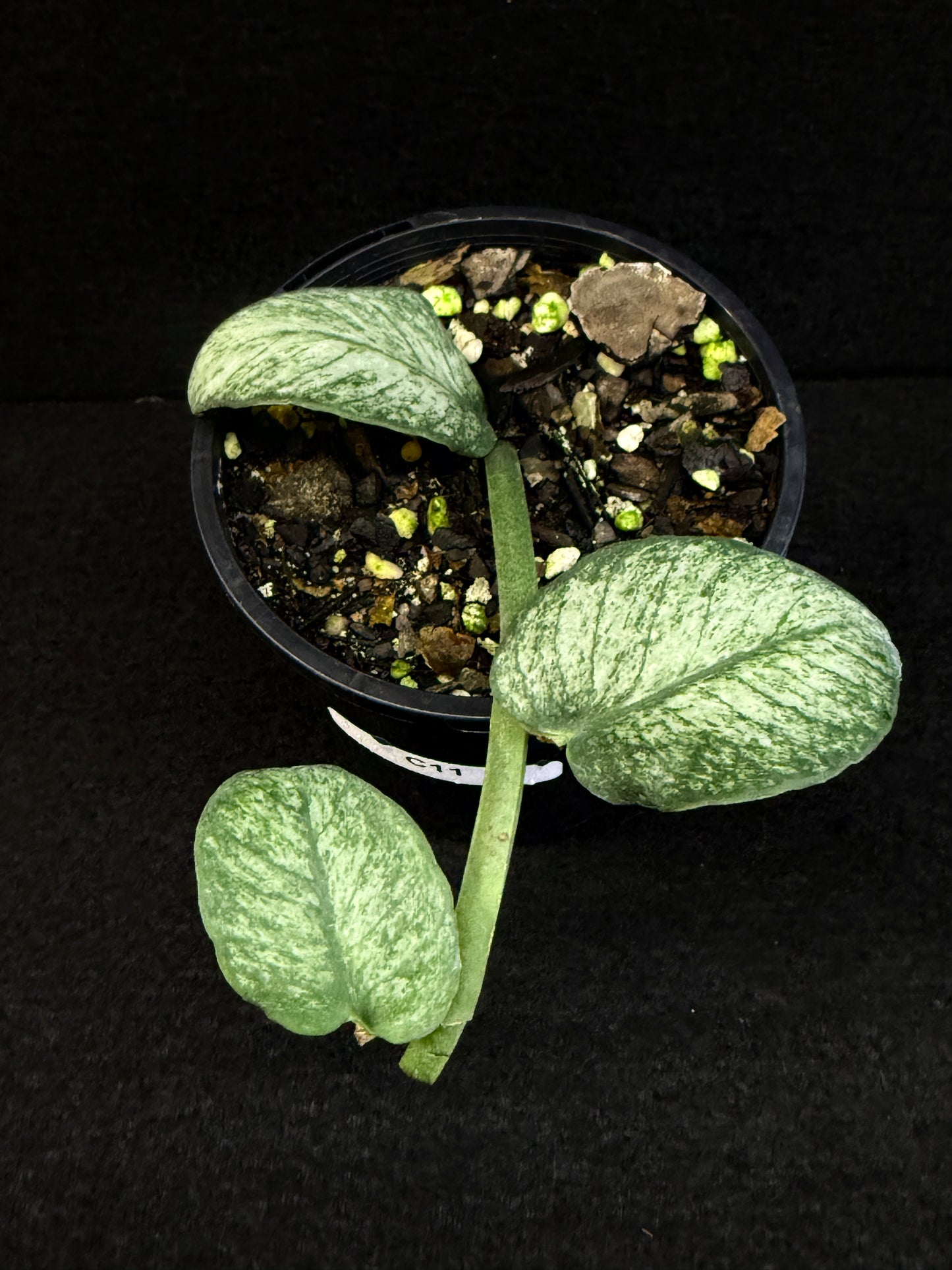 Rhaphidophora 'Hongkongensis Variegated' - Rarely offered C11
