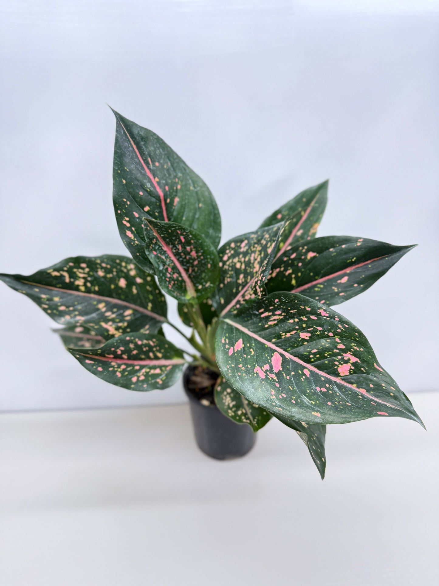 Aglaonema Pink Dalmatian - Best Pick of the Crop!