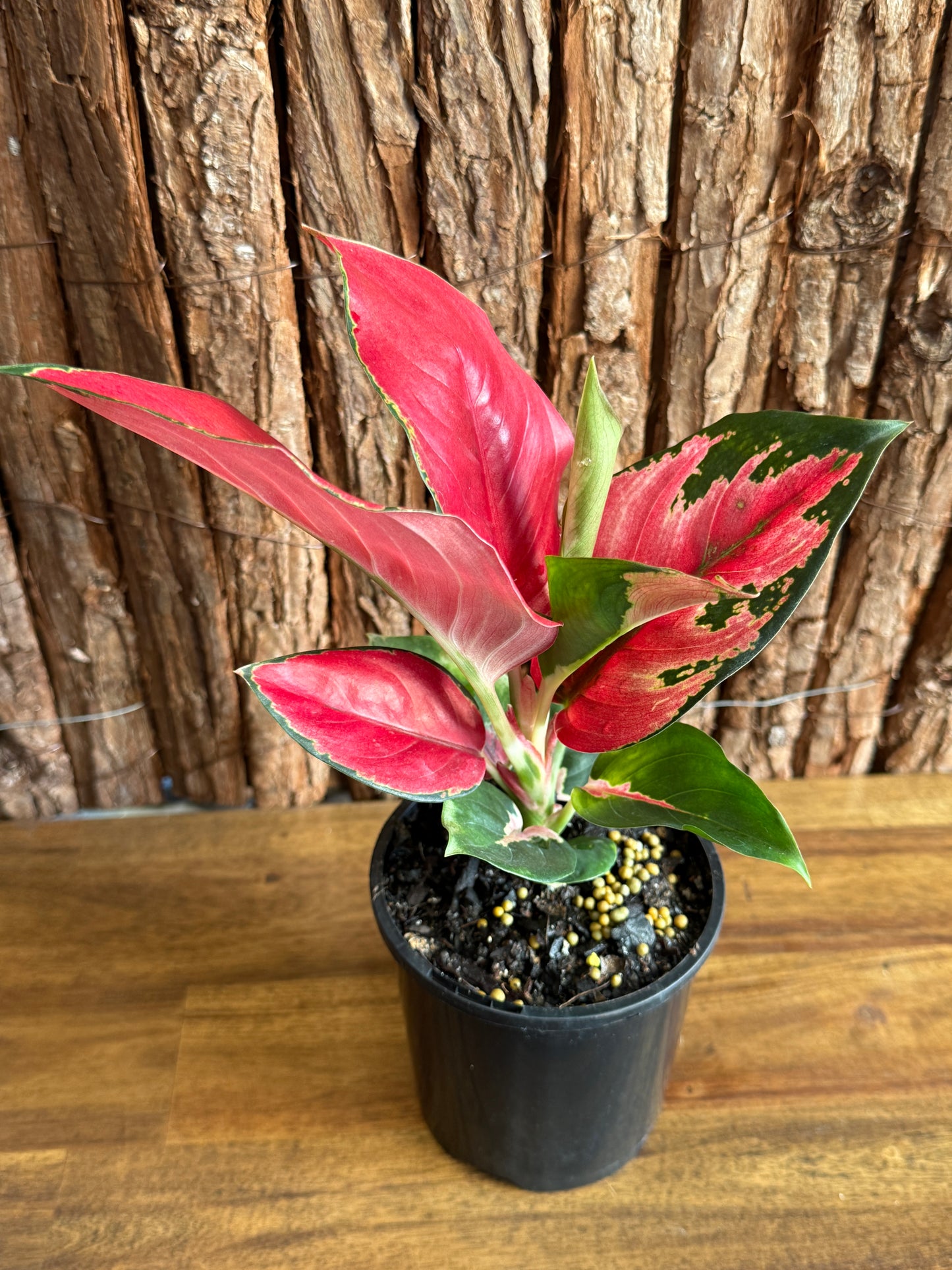 Aglaonema Thailand Red Ayu