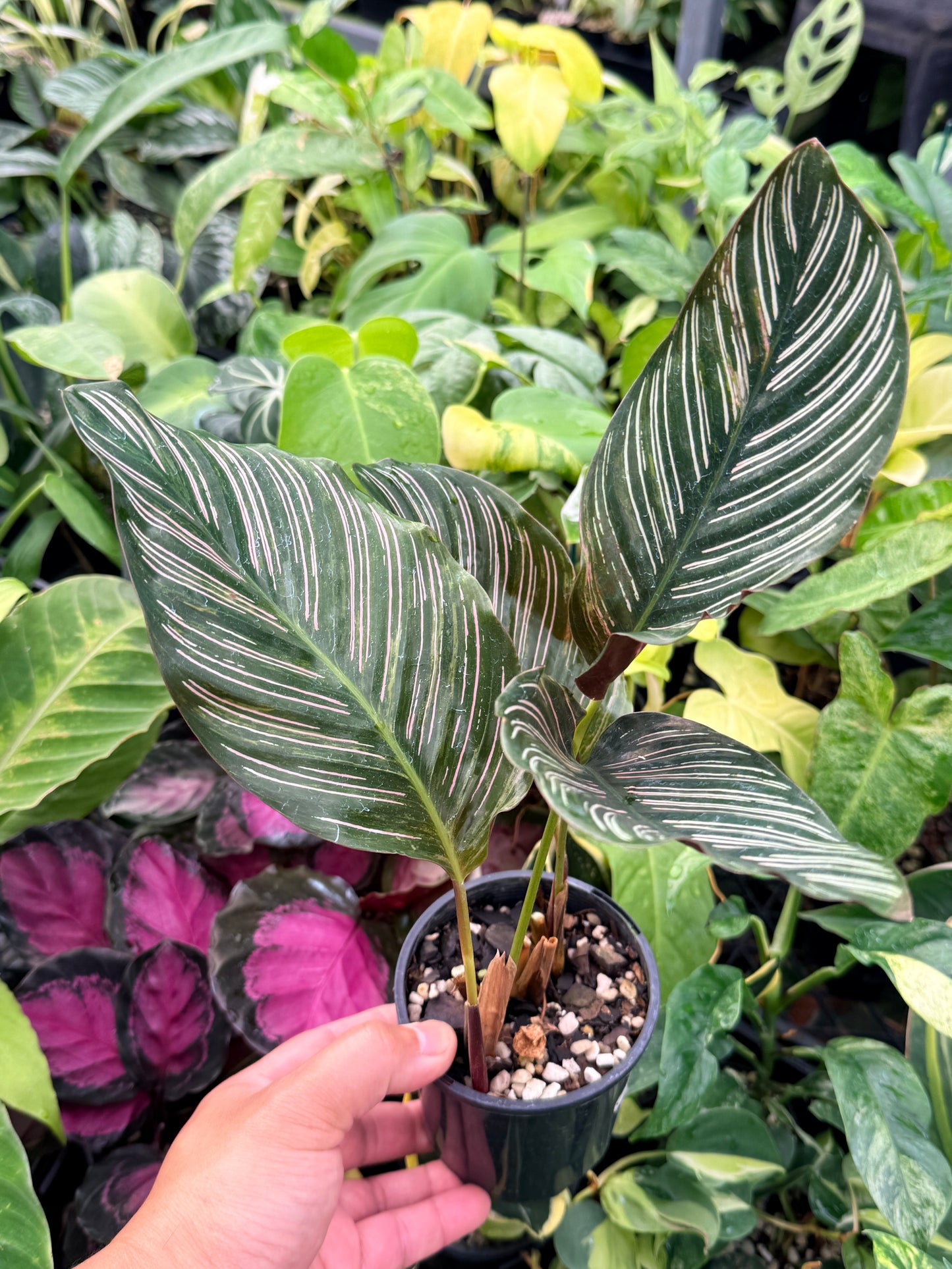 Calathea sanderiana 'Pinstripe Calathea' Variegated H24
