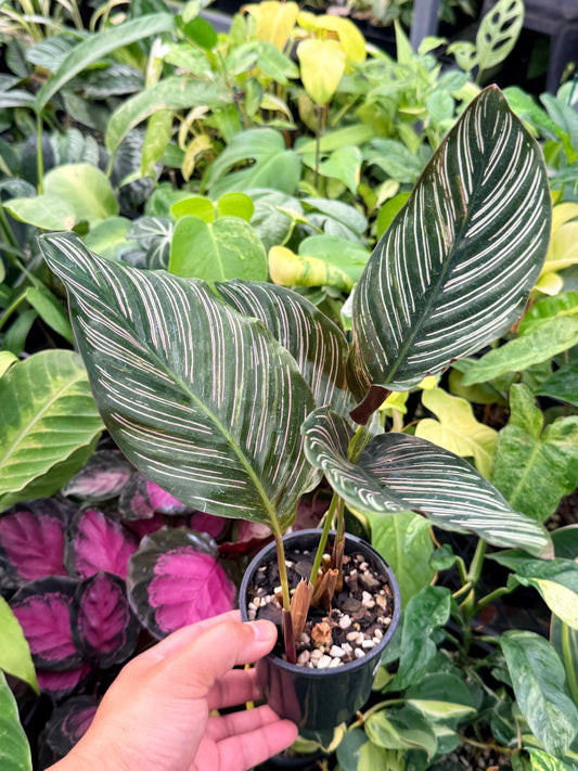 Calathea sanderiana 'Pinstripe Calathea' Variegated H24