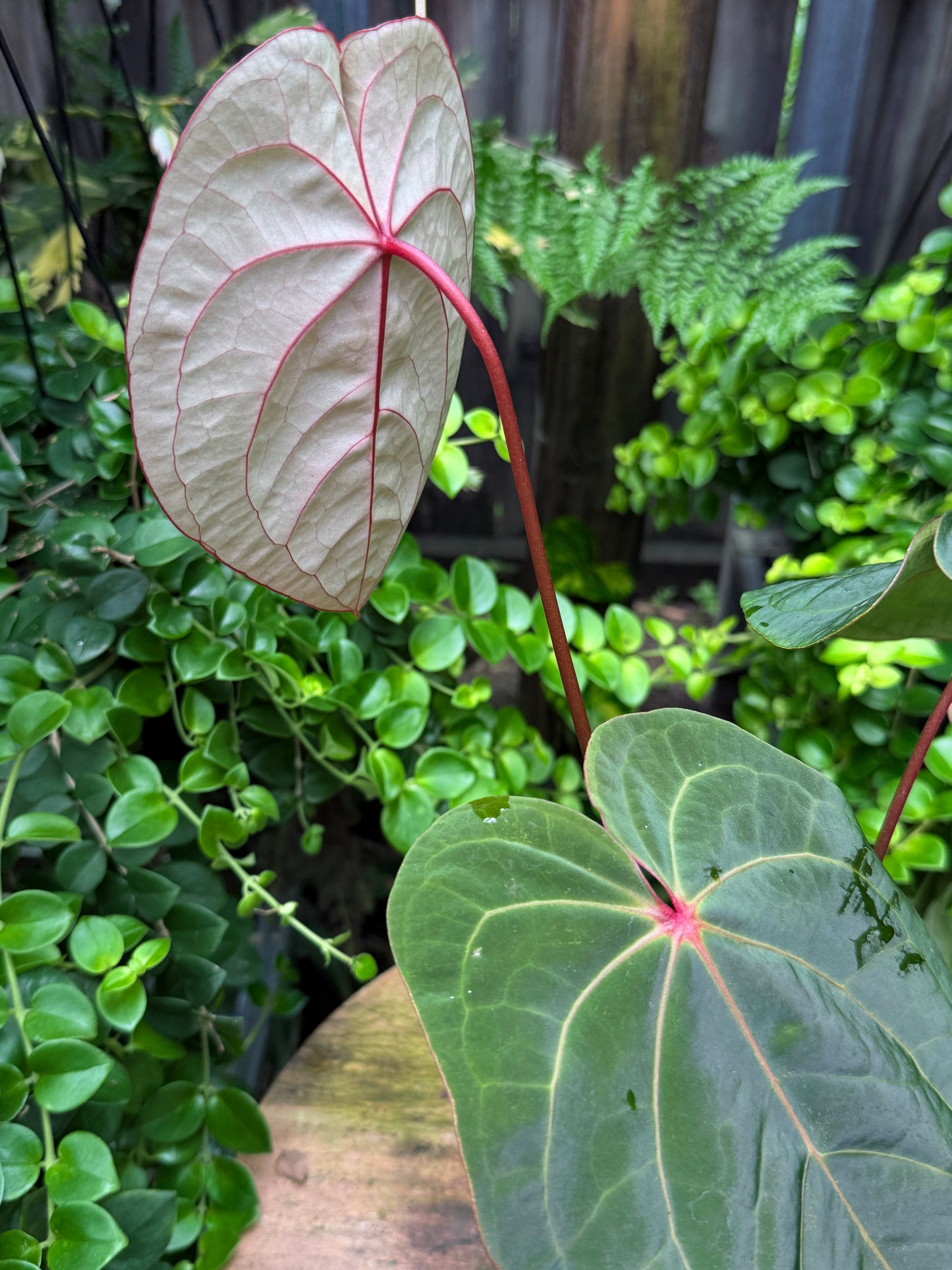 Anthurium hoffmannii Red Sinus aka Blood Moon - Rarely Offered V16