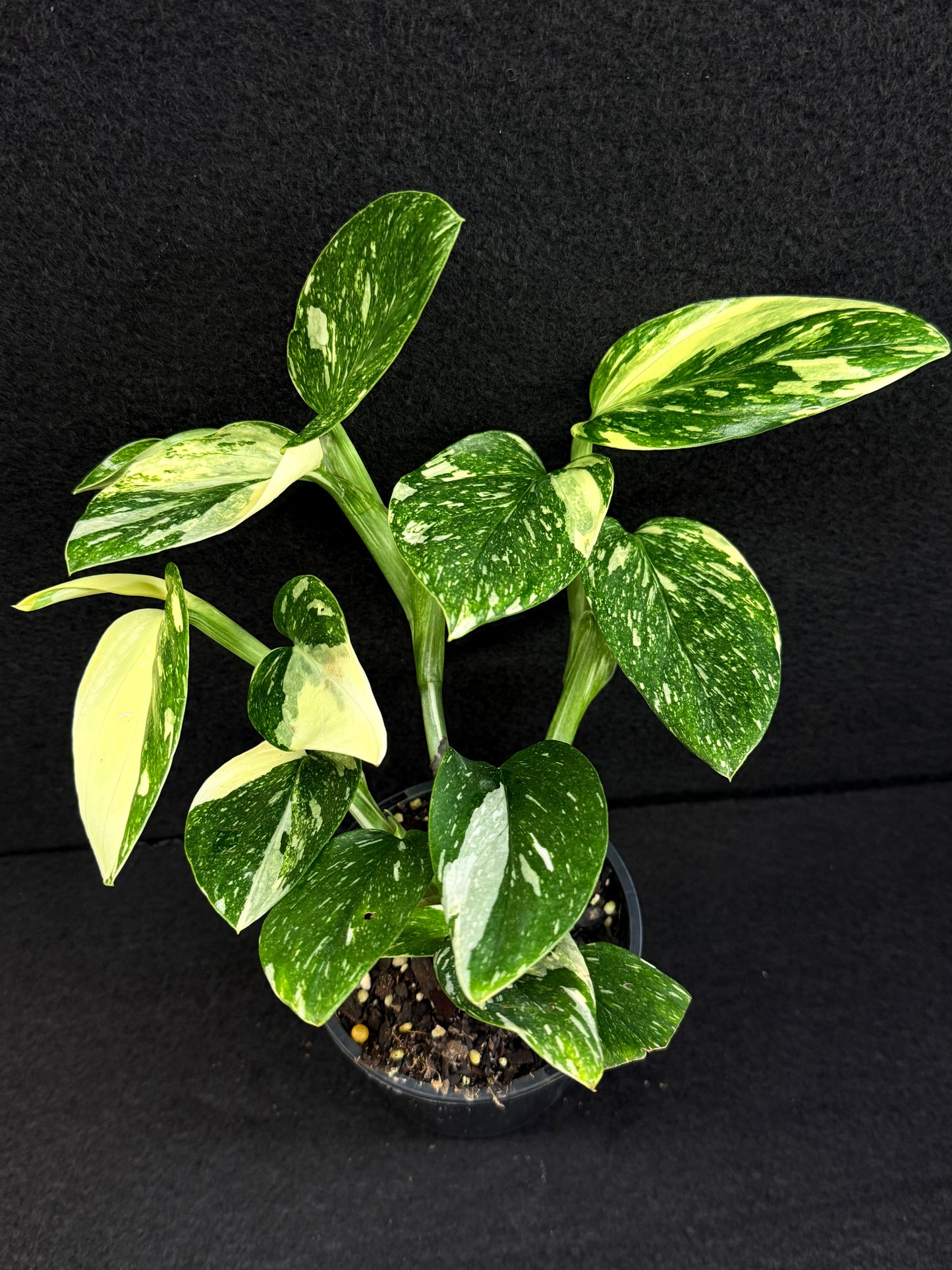 Monstera standleyana 'Albo' C38