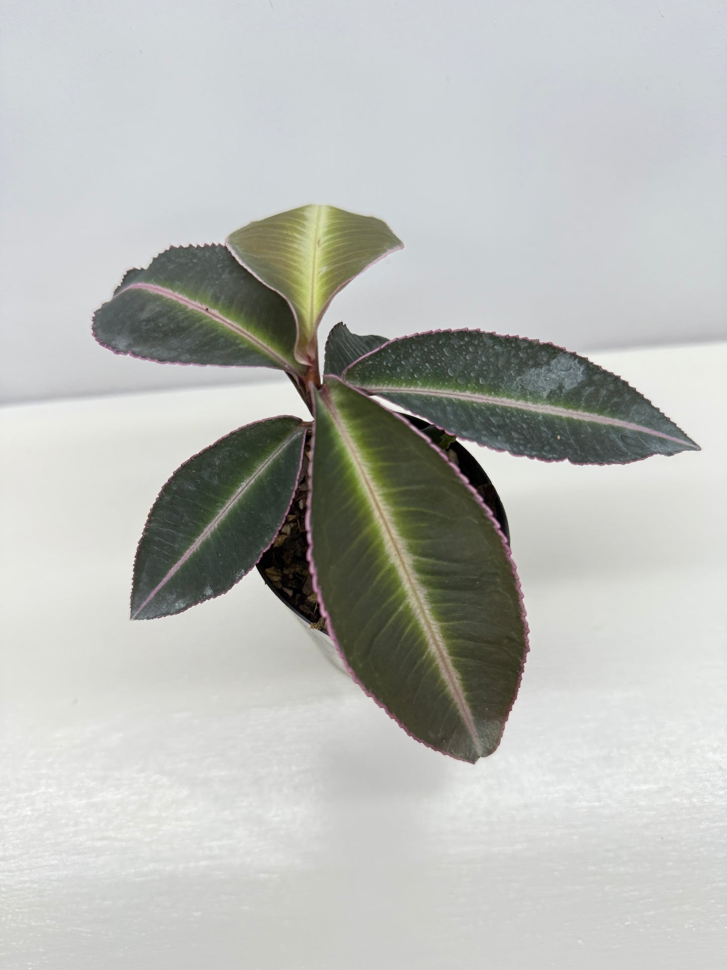 Labisia Pumila Pink Sumatra - Best Pick of the Crop!