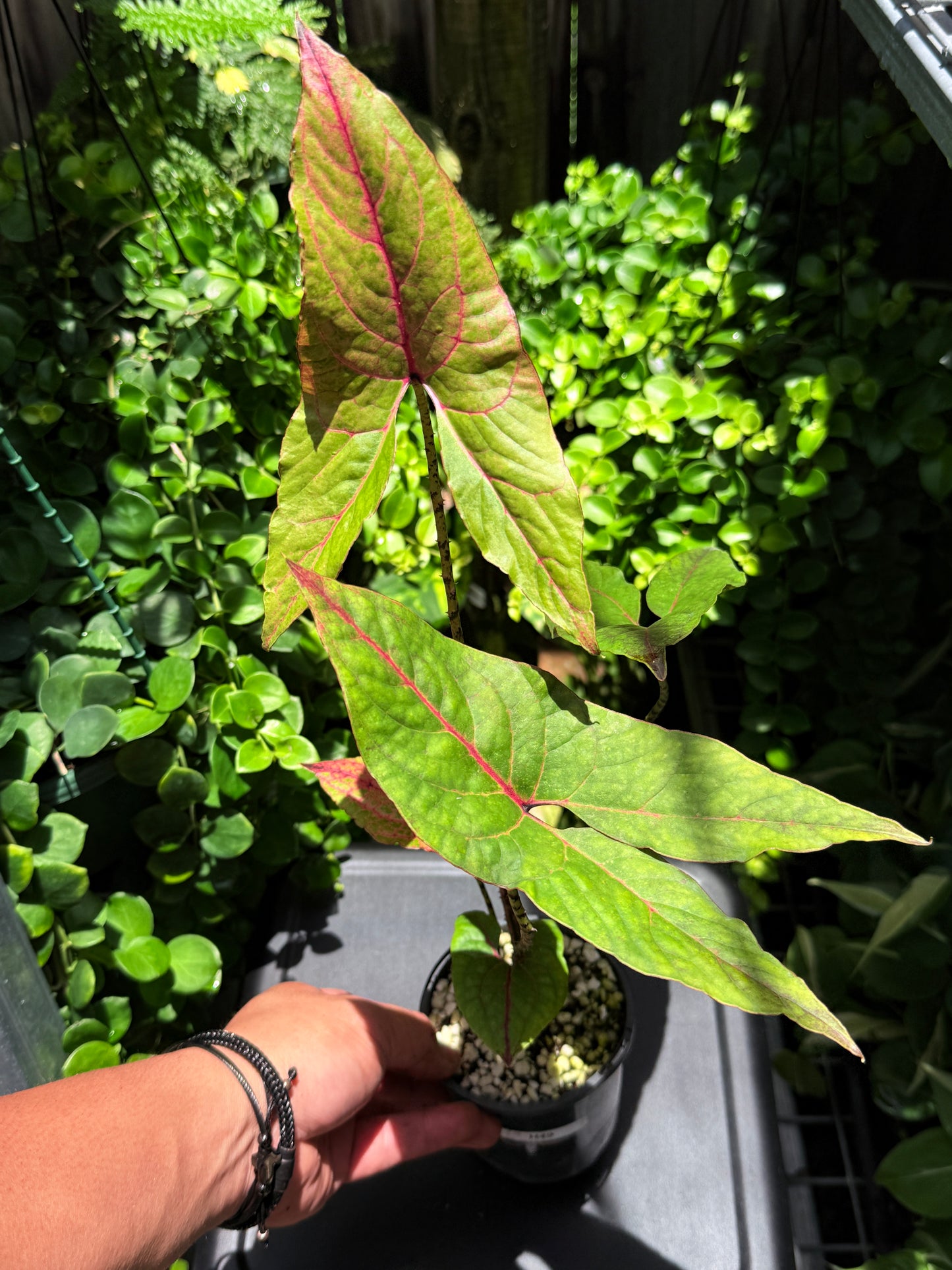 Cyrtosperma johnstonii 'Singha Mora' H49