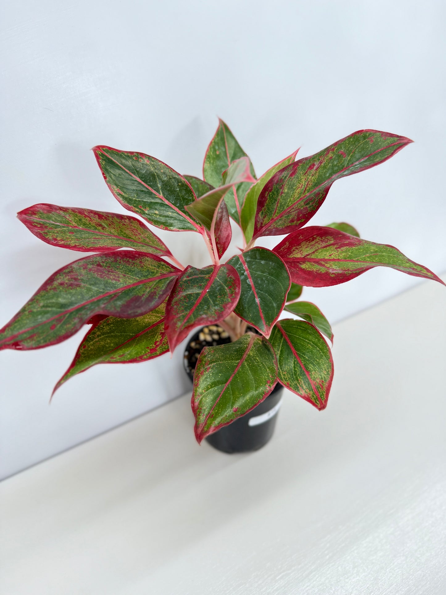 Aglaonema Siam Aurora - Best Pick of the Crop!