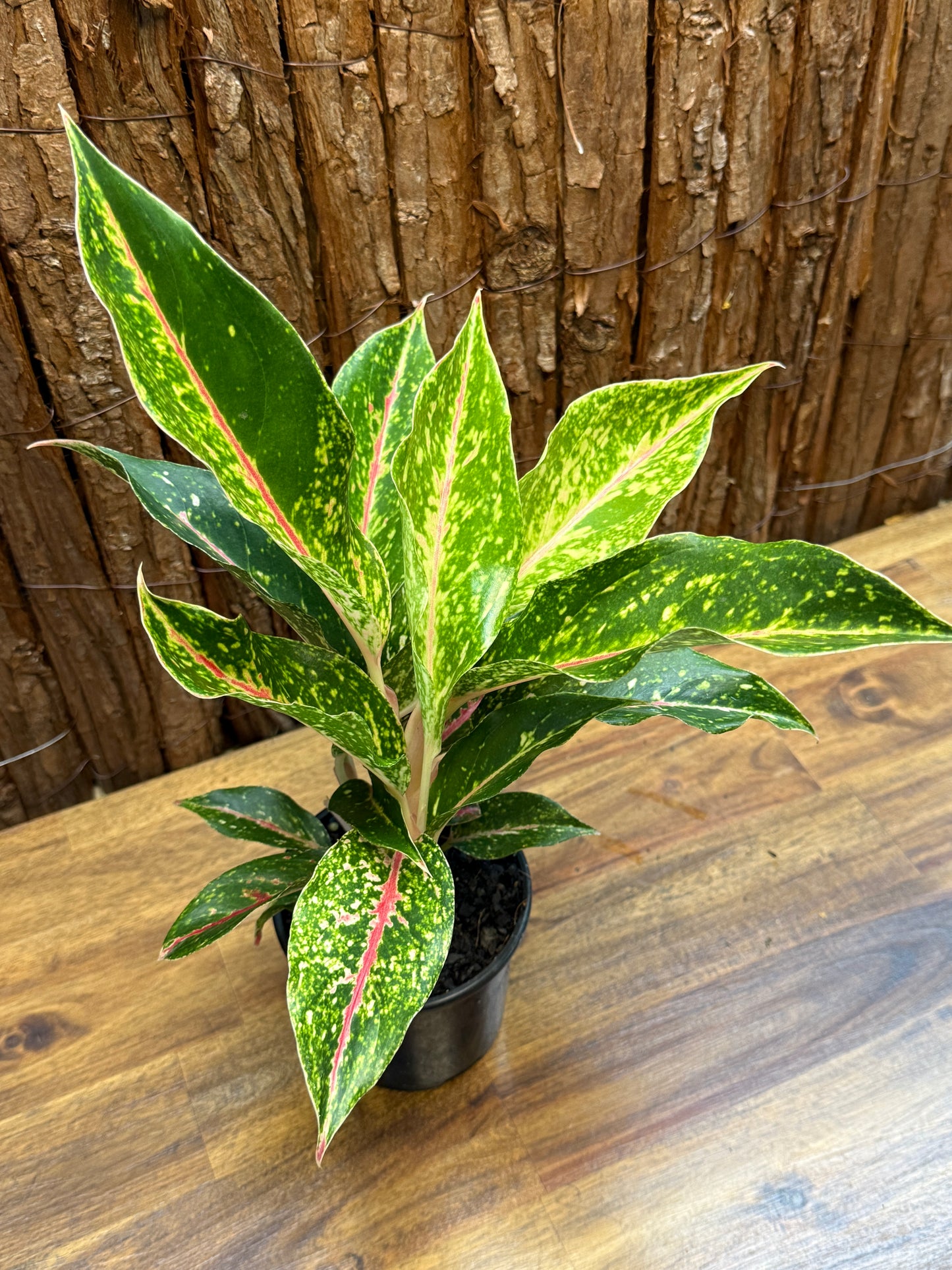 Aglaonema Night Sparkle