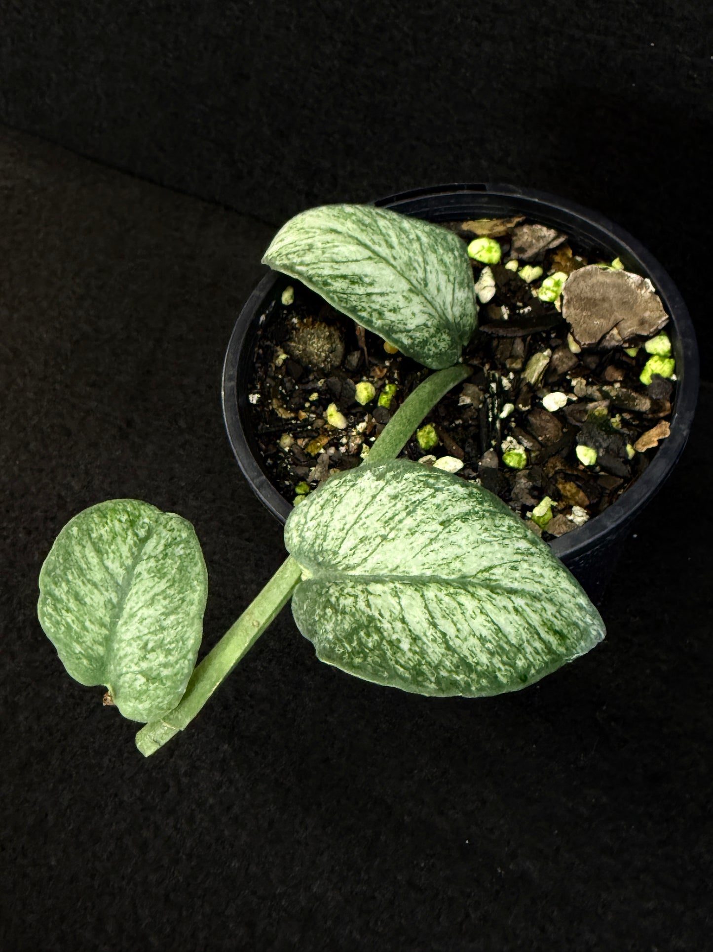 Rhaphidophora 'Hongkongensis Variegated' - Rarely offered C11