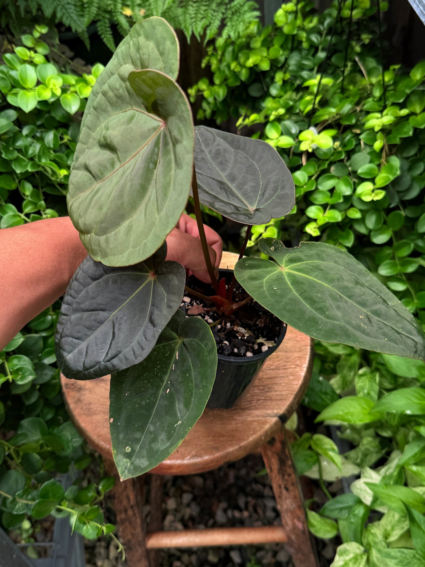 Anthurium hoffmannii Red Sinus aka Blood Moon - Rarely Offered B57