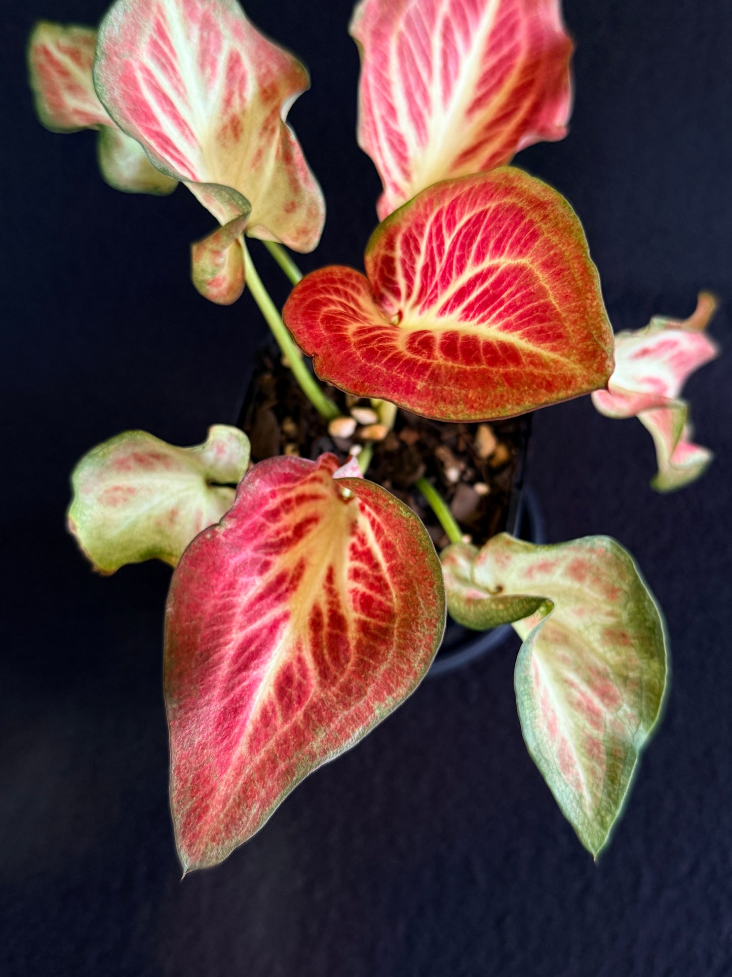 Caladium Hybrid G67