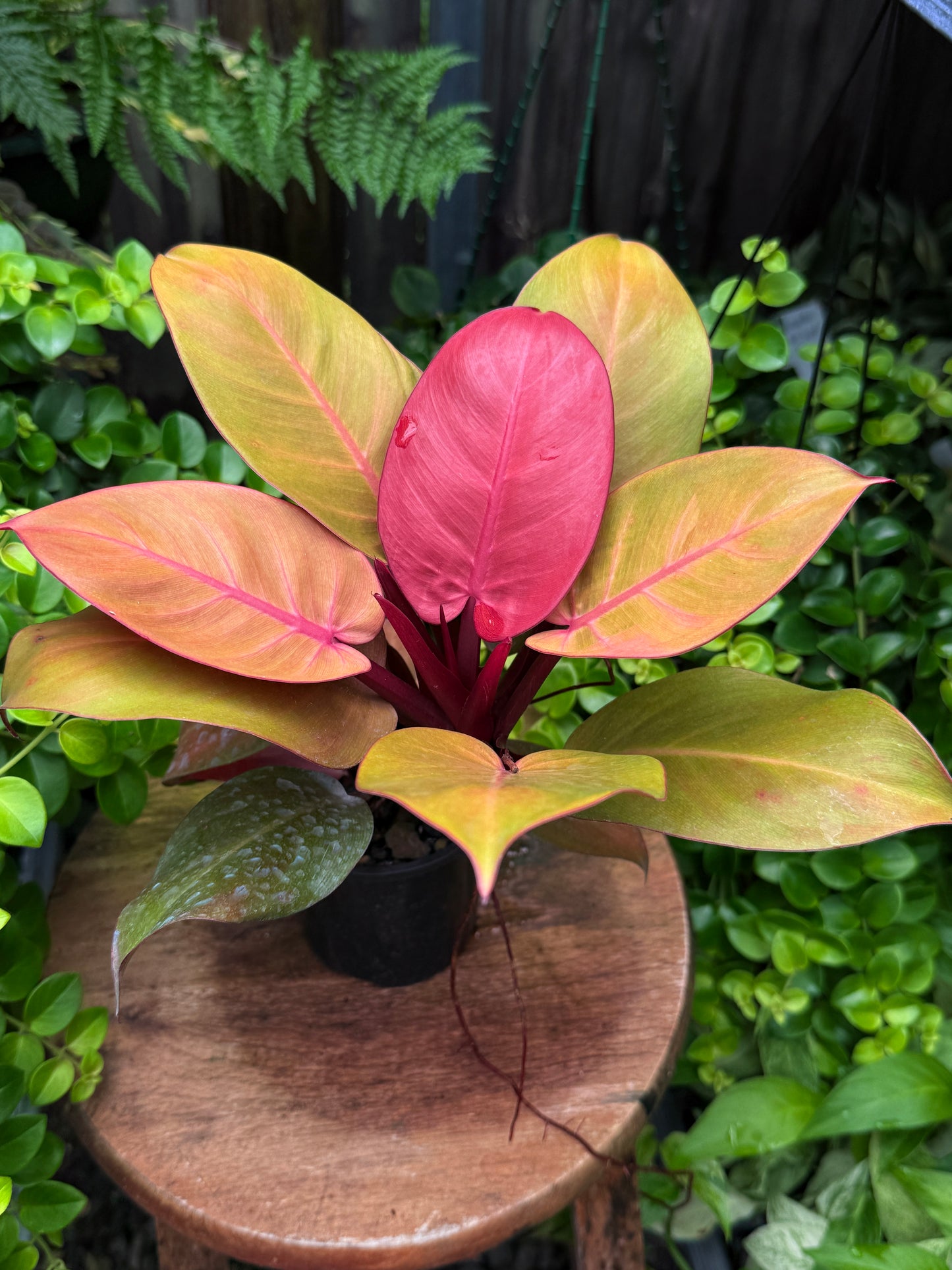 Philodendron 'Blood Luna' - Best Plant in Stock.