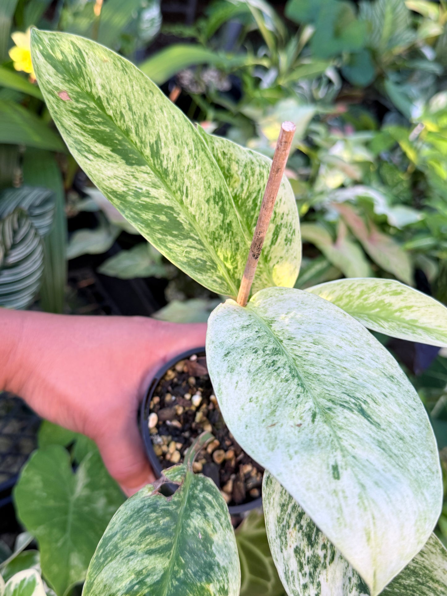 Rhaphidophora 'Elliptica' J59