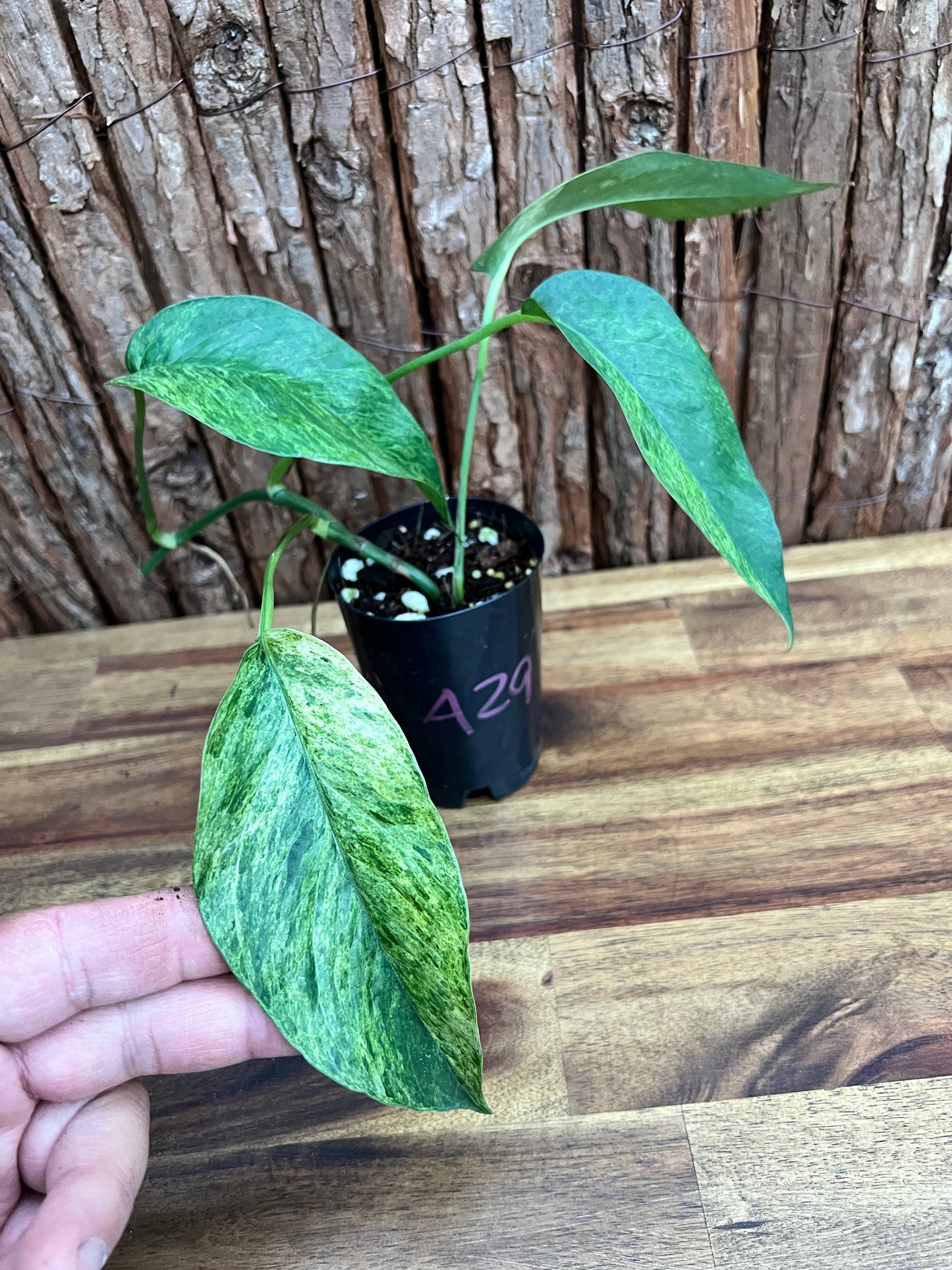 Epipremnum pinnatum 'Mint' Variegata A29