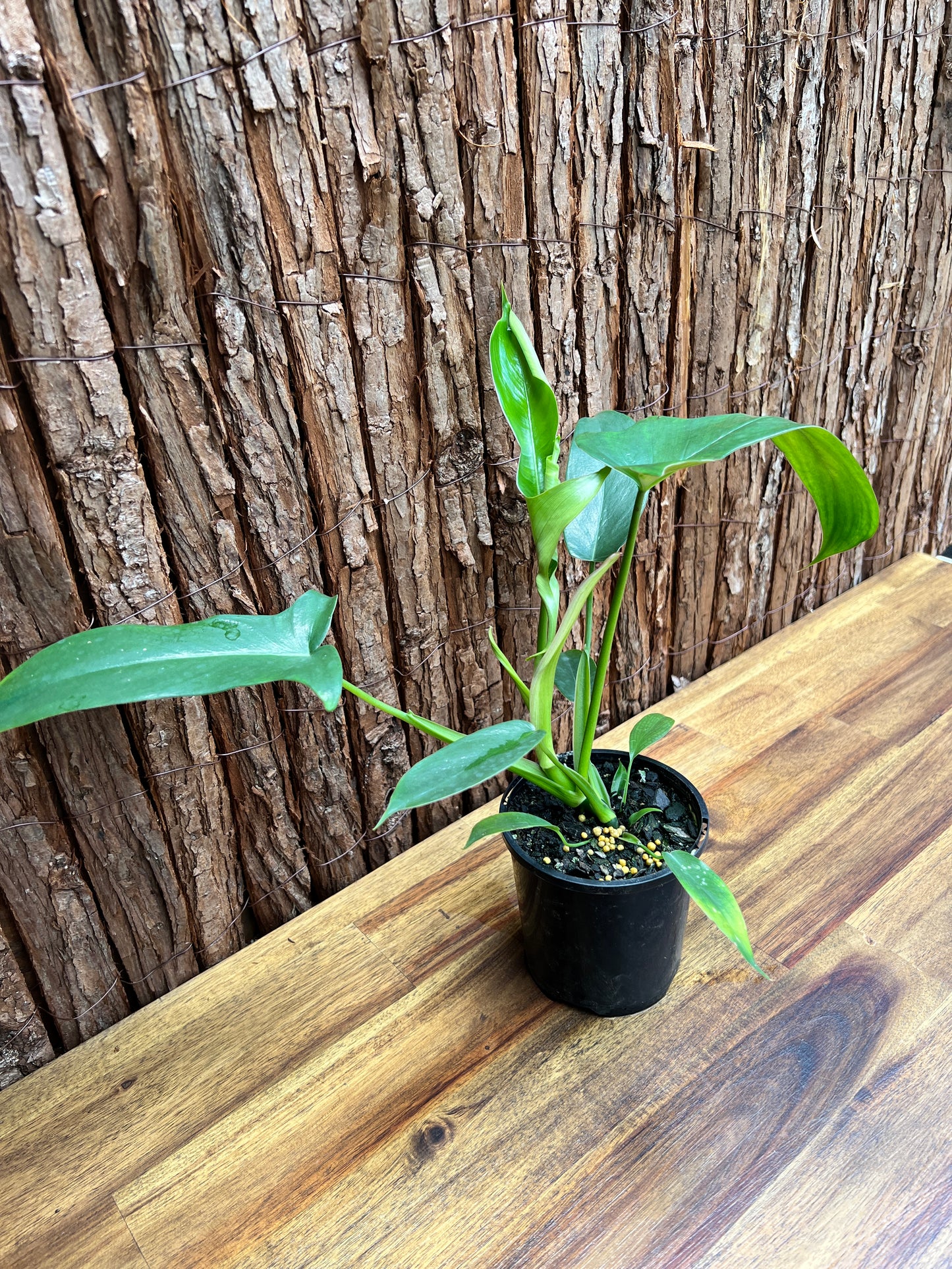 Philodendron Glad Hands - New Release C22