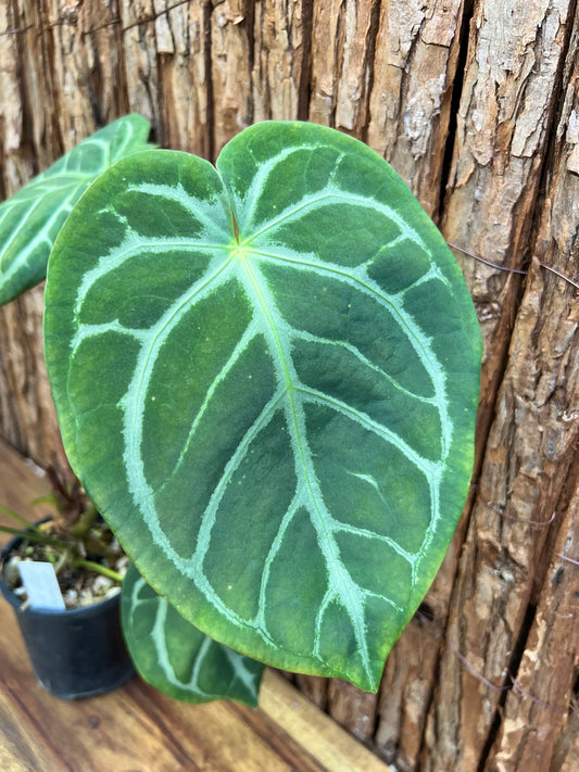 Anthurium 'Crystallinum x Lava Rock’ Z39