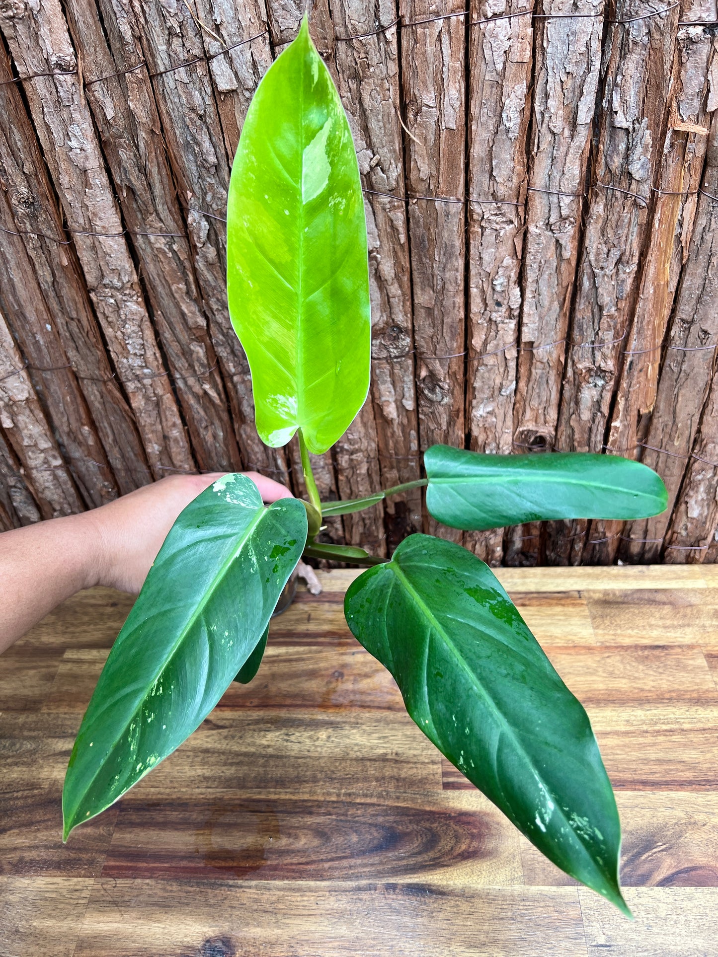 Philodendron Whipple Way NONTC B154