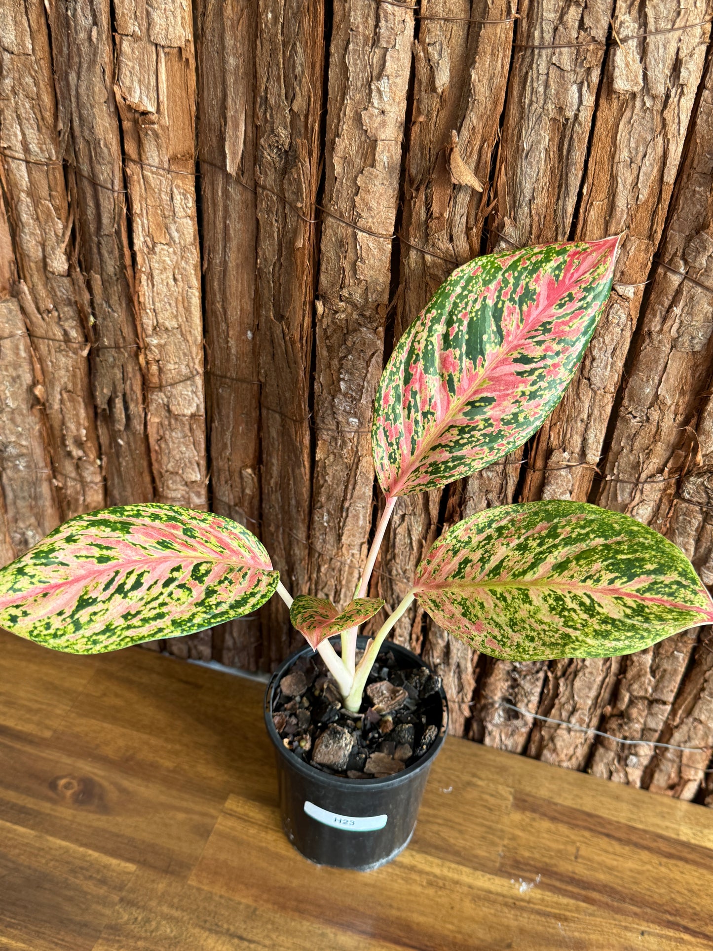 Aglaonema Sparkling Sarah