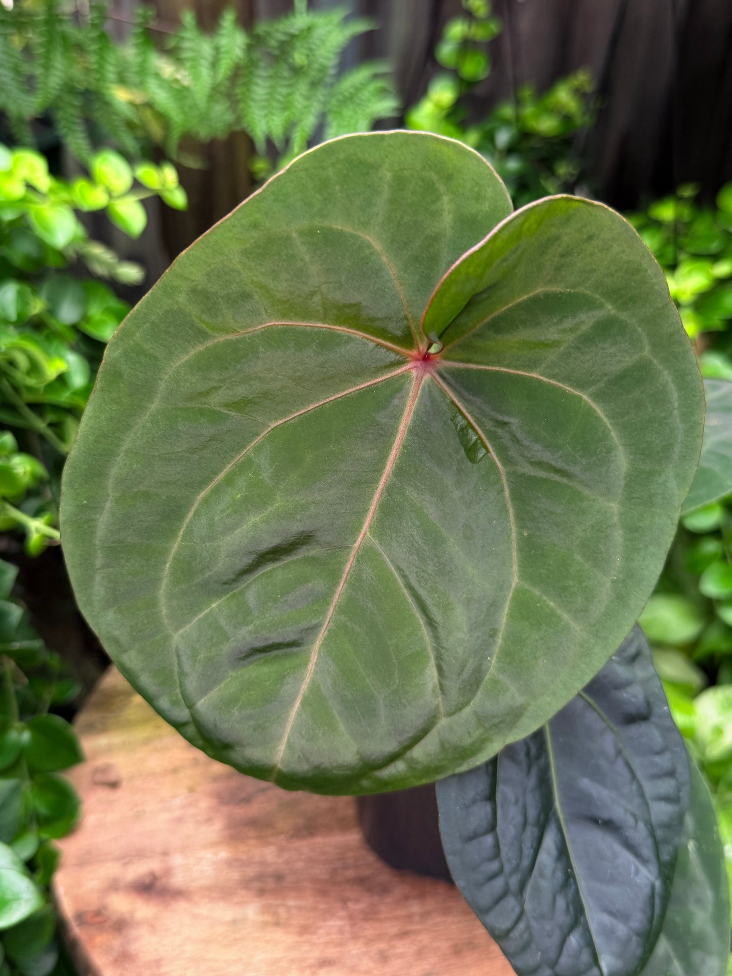 Anthurium hoffmannii Red Sinus aka Blood Moon - Rarely Offered B57