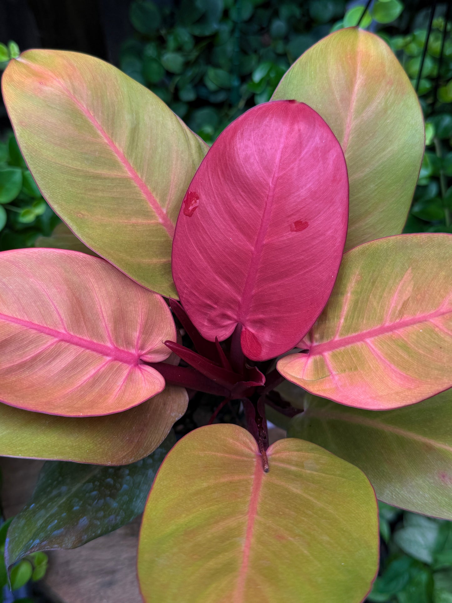 Philodendron 'Blood Luna' - Best Plant in Stock.