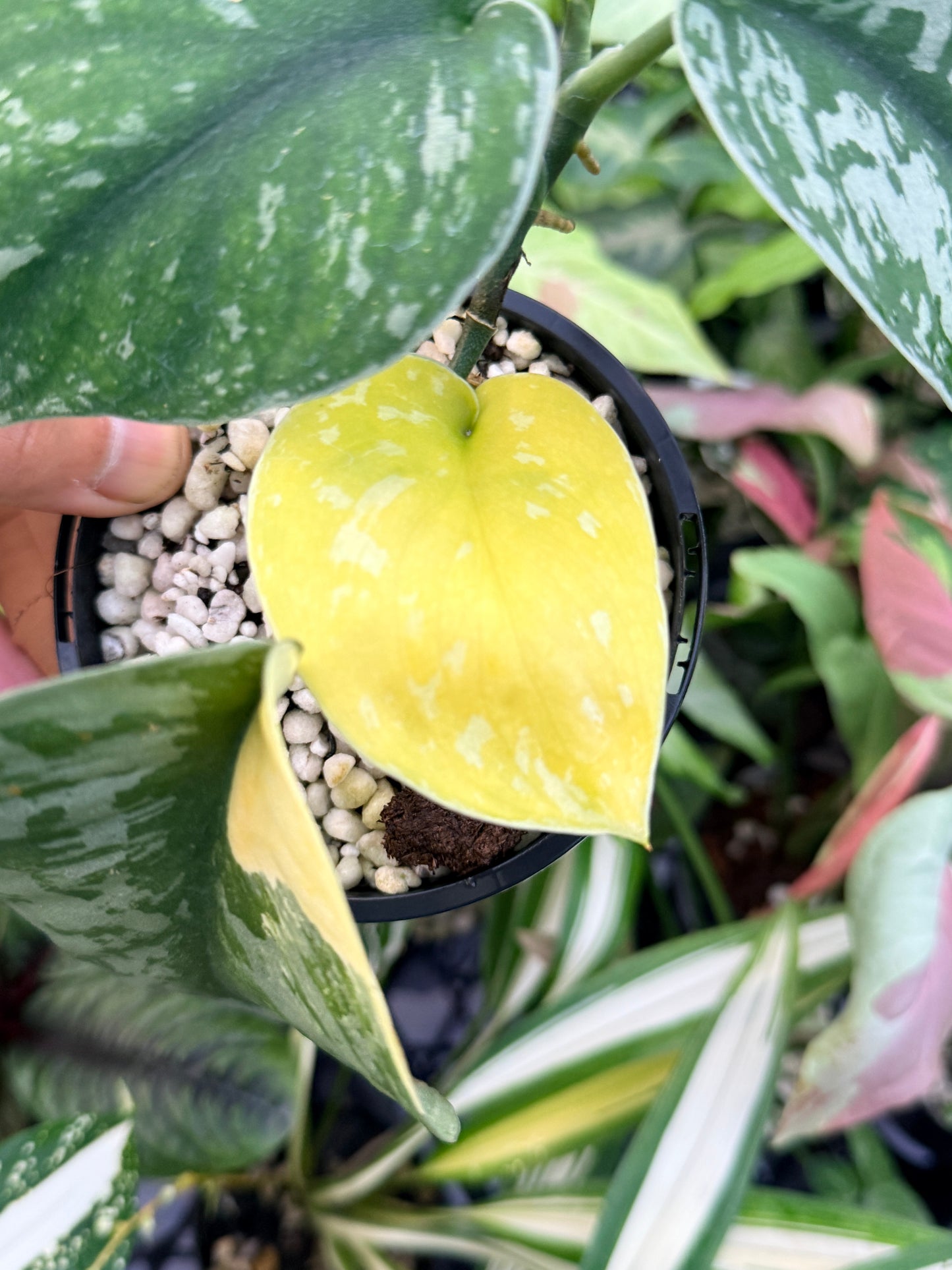 Scindapsus Pictus 'Mayari Aurea' K46