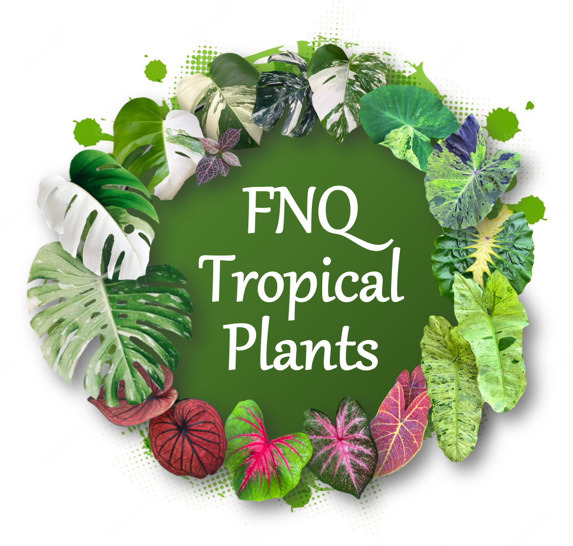 FNQ Tropical Plants