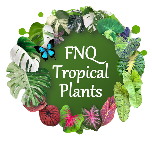 FNQ Tropical Plants