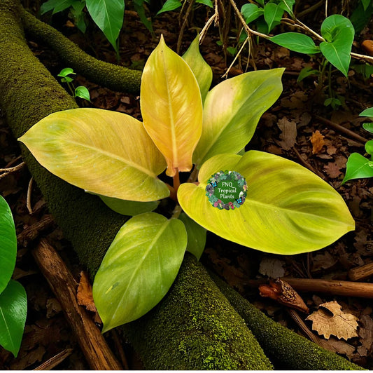 Philodendron Imperial Gold - Best Pick of the Crop!