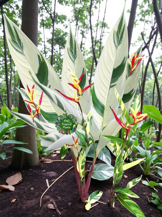 Heliconia Psittacorum Variegated 'Lady Di' M36