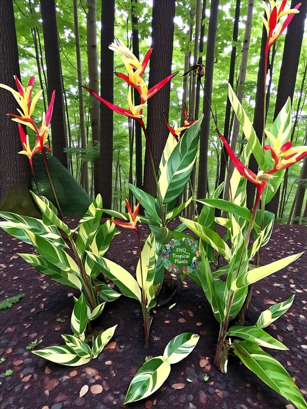 Heliconia Psittacorum Variegated 'Lady Di' - Rarely Offered H30