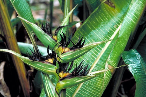 Heliconia indica Striata C229