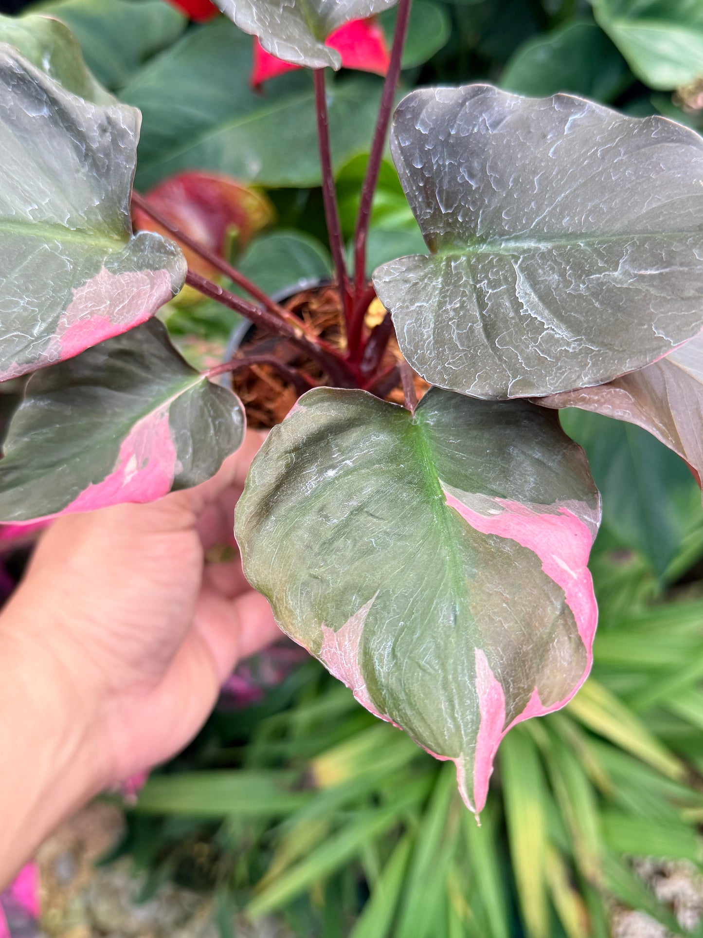 Homalomena rubescens Flaming Red Variegata M52