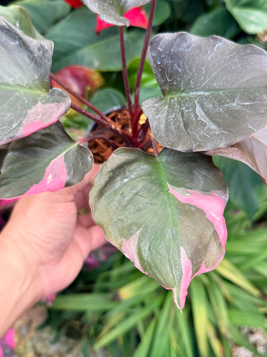 Homalomena rubescens Flaming Red Variegata M52