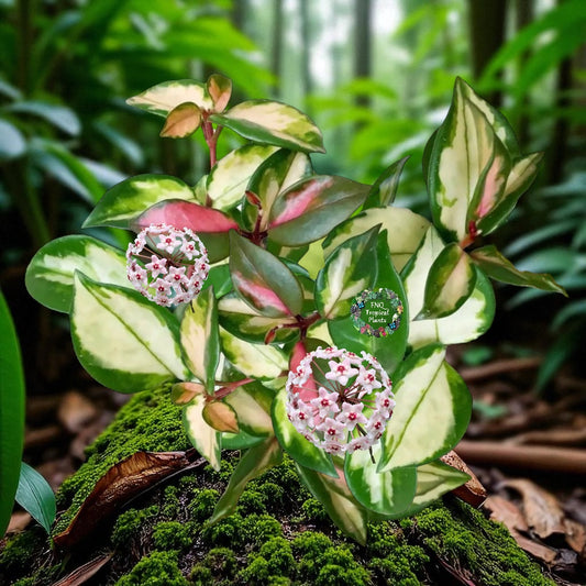 Hoya 'Crimson Princess' M54