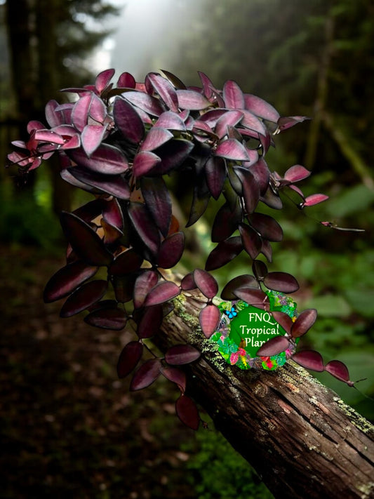 Hoya 'Rosita' - Rarely Offered H32