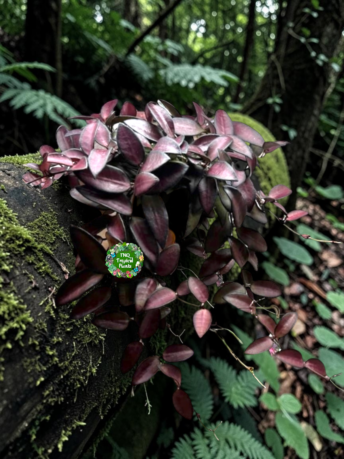 Hoya 'Rosita' M47