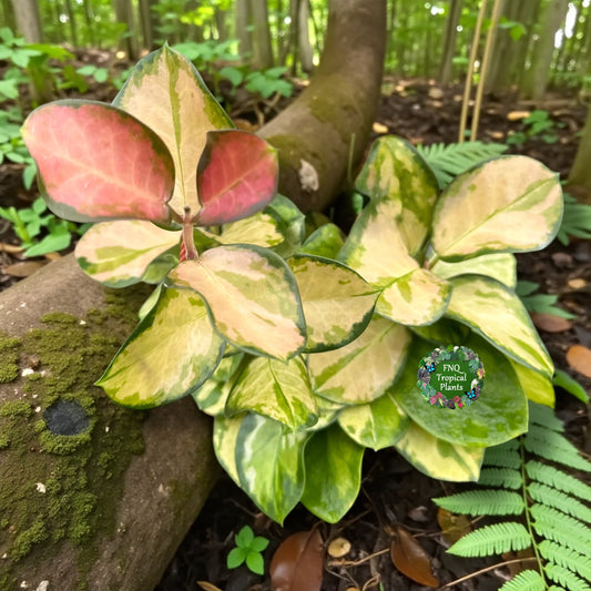Hoya autralis 'Lisa' - Best Plant in Stock.