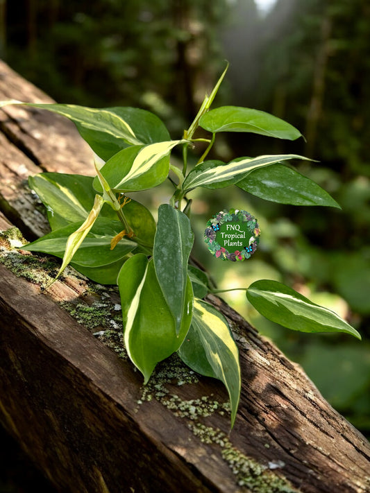 Philodendron hederaceum Rio - Best Pick of the Crop!