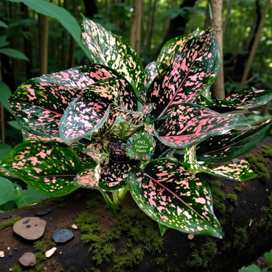 Aglaonema Pink Dalmatian - Best Pick of the Crop!