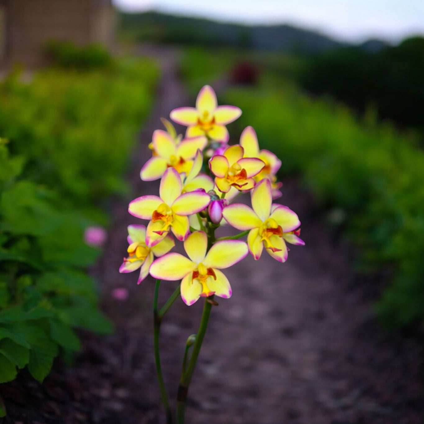 Spathoglottis Mellow Yellow - Ground Orchid