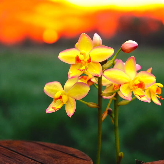 Spathoglottis Mellow Yellow - Ground Orchid