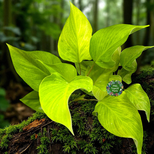 Homalomena Gold - Best Pick of the Crop Z19