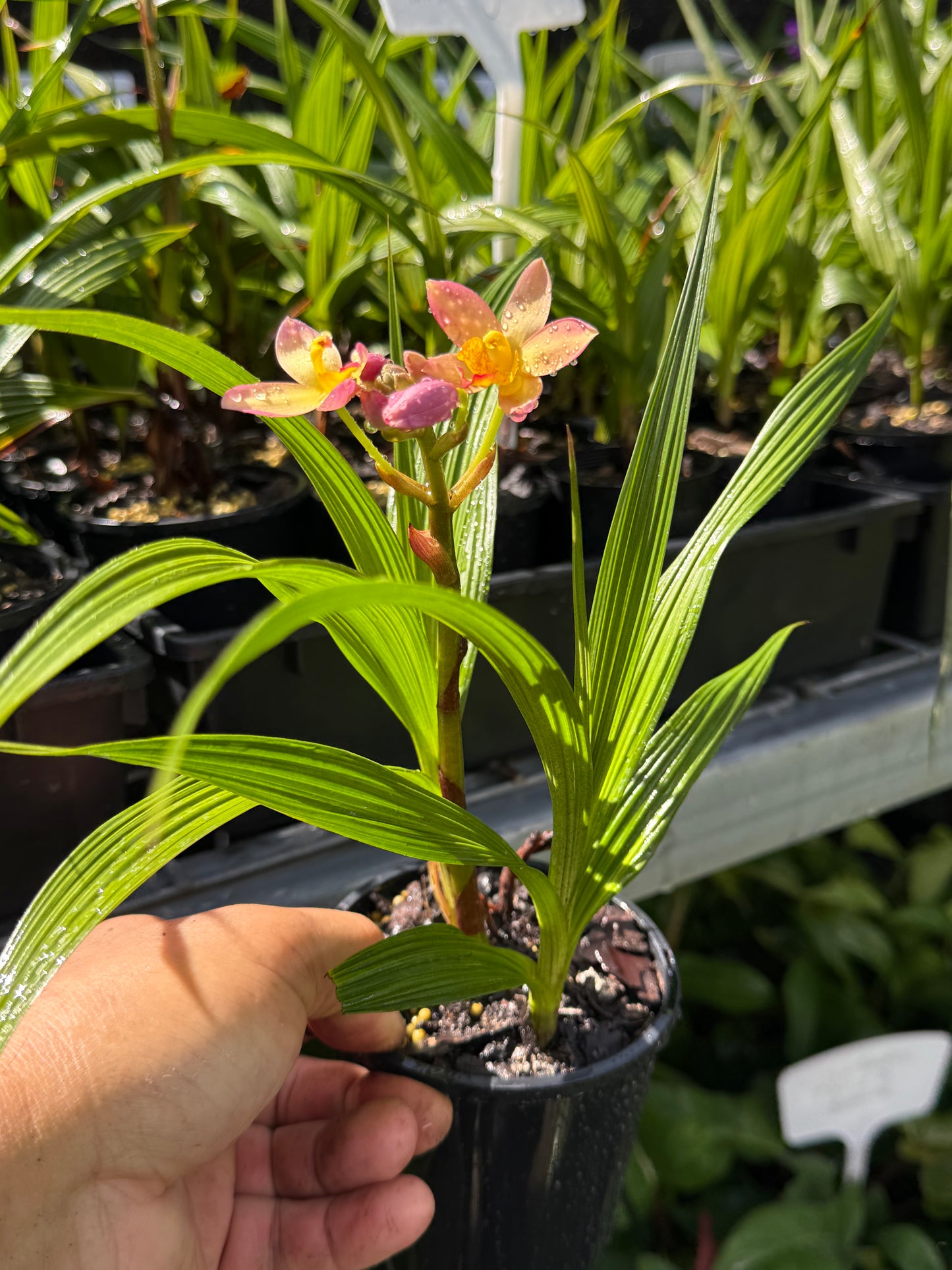 Spathoglottis Mellow Yellow - Ground Orchid