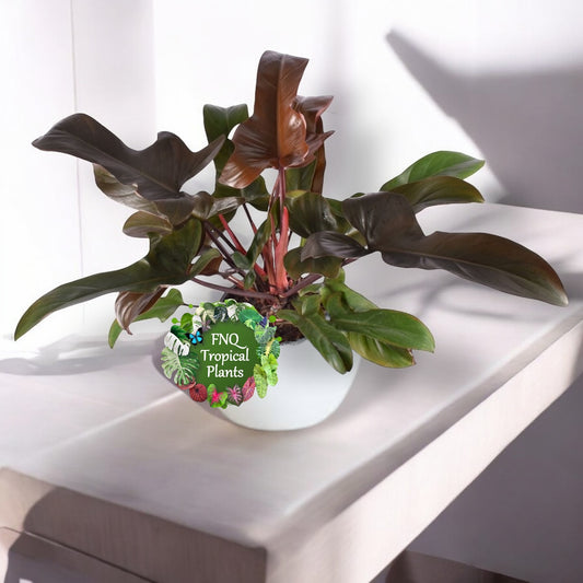 Philodendron Florida Bronze