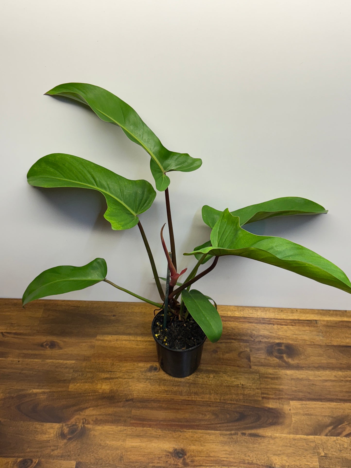 Philodendron Florida Bronze