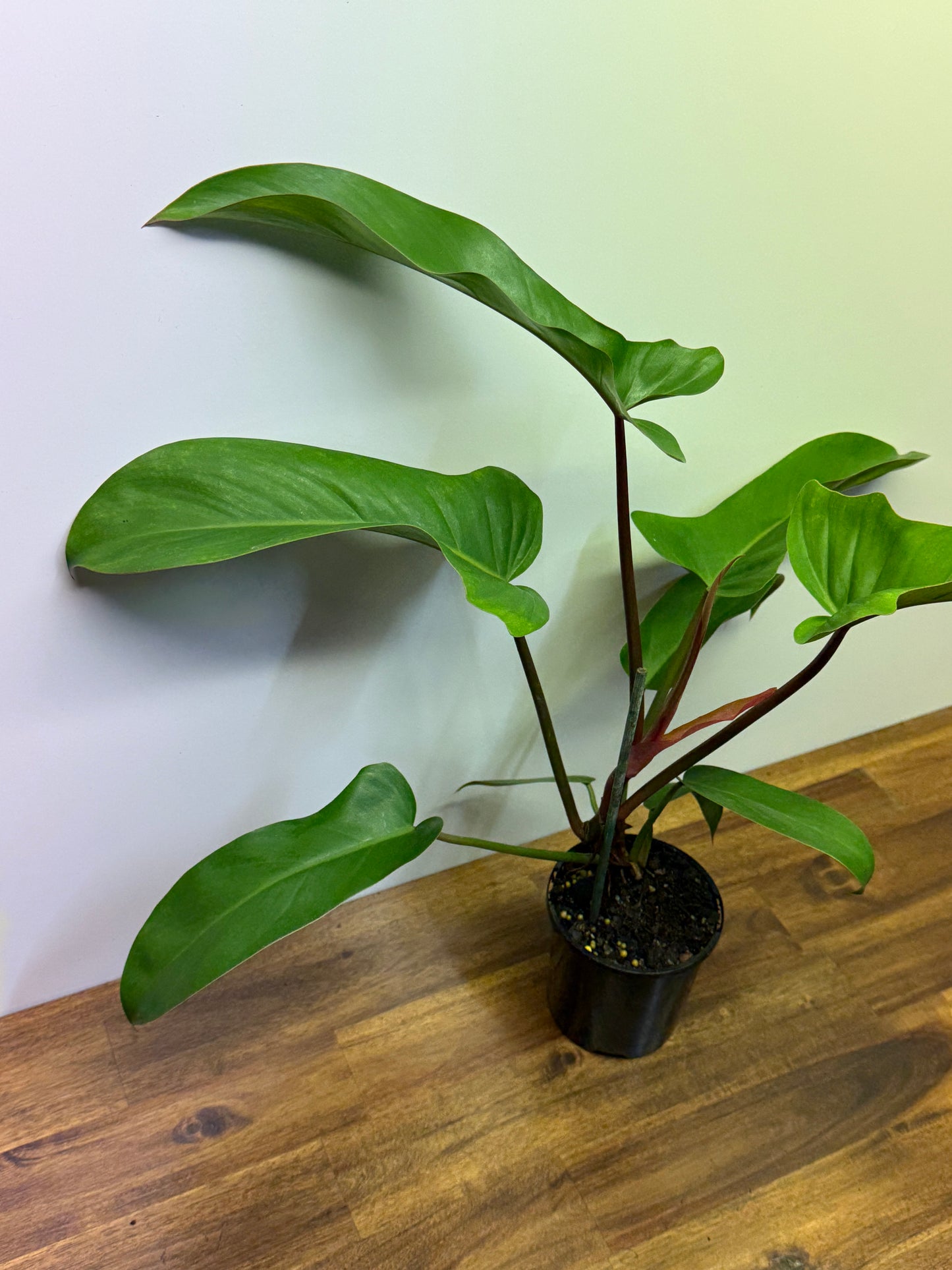 Philodendron Florida Bronze